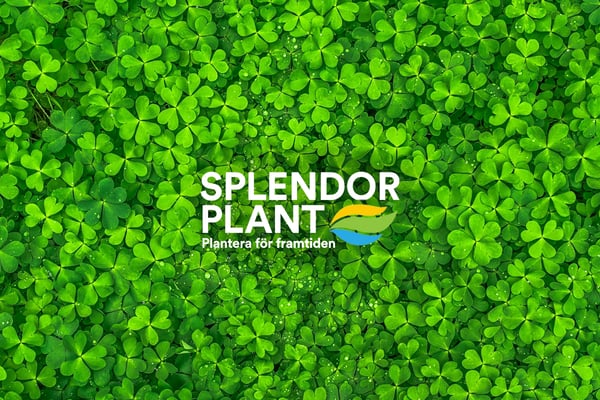 Splendor chooses Litium to streamline its B2B commerce